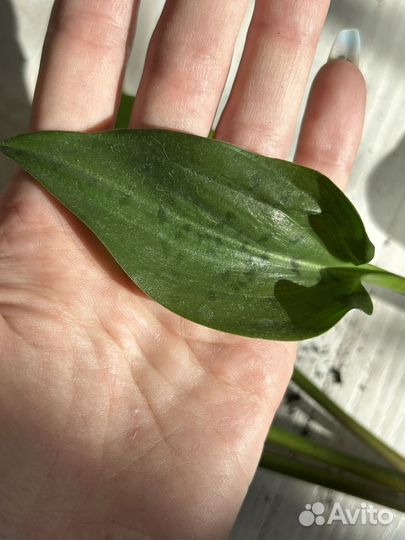 Дримиопсис пятнистый