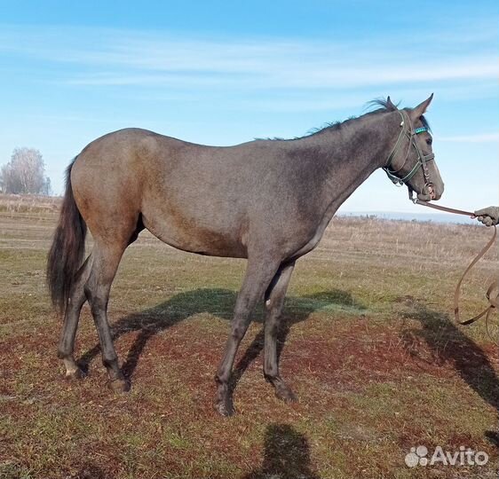Чкв кобылка