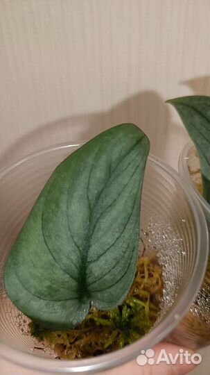 Сциндапсус Green Veine/ Bird wing