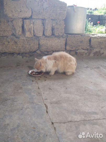 Котик в добрые руки