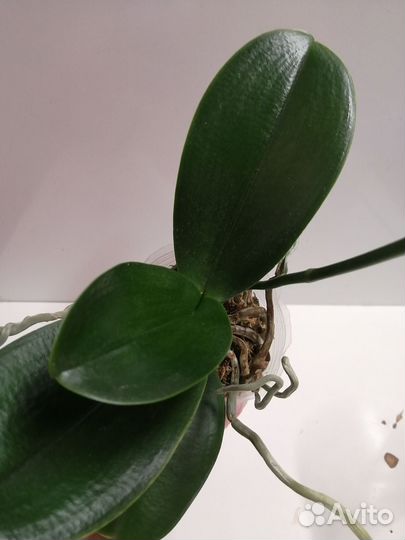 Орхидея фаленопсис мультифлора