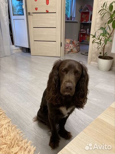 Русский спаниель вязка