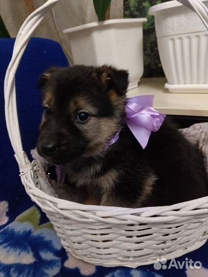 Щенки мальчики в добрые руки