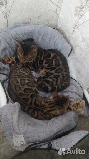 Бенгальский кот и кошка
