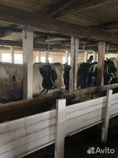 Тушенка из говядины домашняя