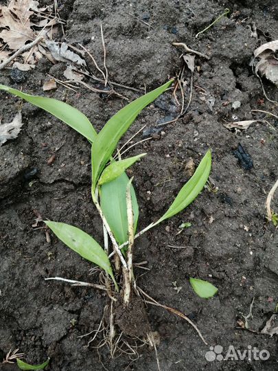 Растение черемша