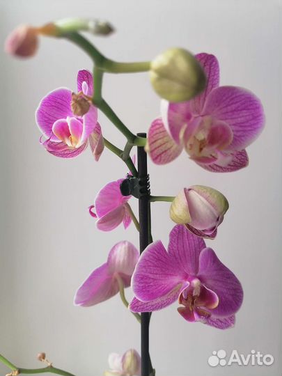 Орхидея фаленопсис