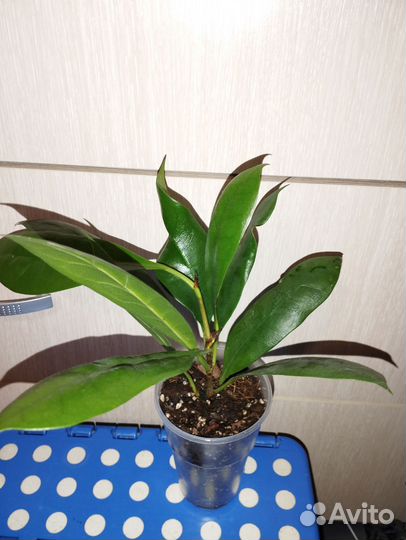 Фикусы, аспидистра, пеперомии, крассула