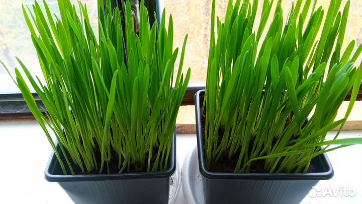 Трава для кошек