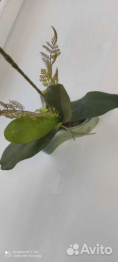 Орхидея ботаническая копия