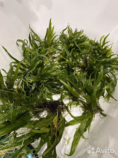 Папоротник тайландский