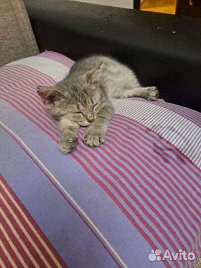 Кошечка в добрые руки