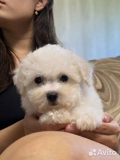 Бишон фризе