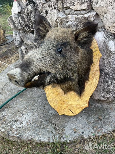 Чучело головы кабана