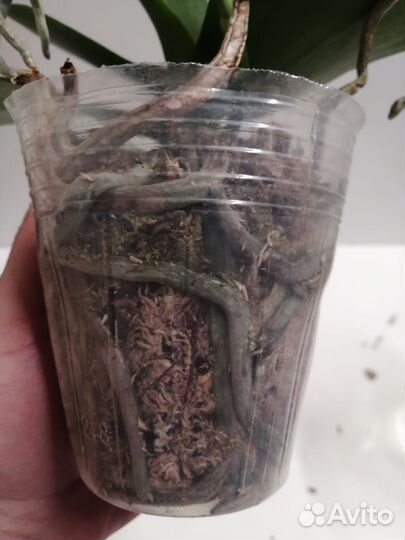 Орхидея фаленопсис мультифлора