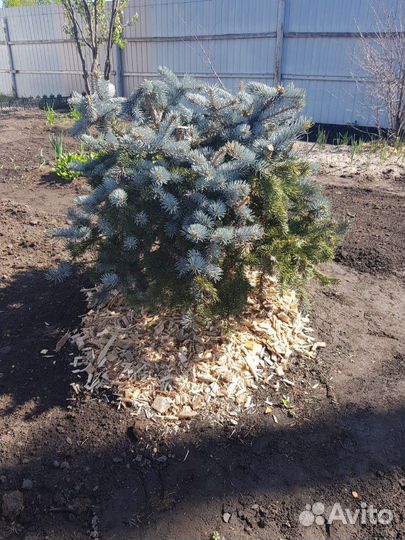 Щепа натуральная (мульча)