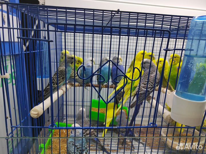 Волнистый попугай