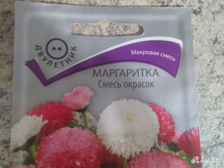 Маргаритки рассада