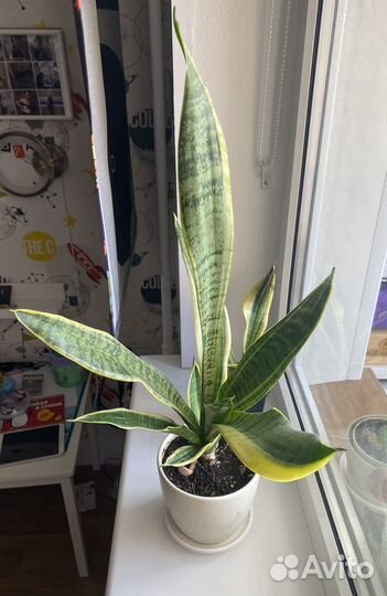 Сансевиерии сортовые