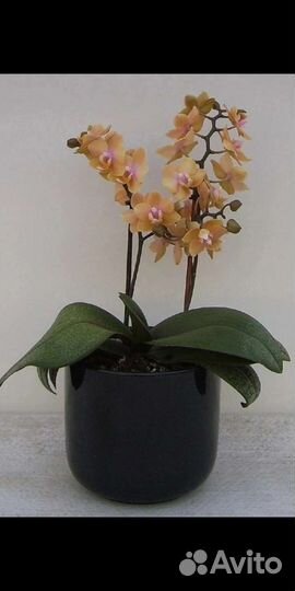 Фаленопсис, парфюм.фабрика. Dusty Belle и др