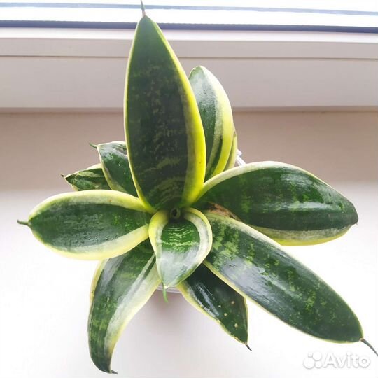 Сансевиерия Ханни Лотус/Крео, 4-летняя