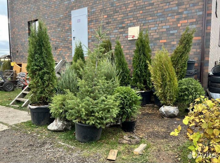 Туя с бесплатной доставкой