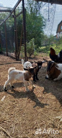 Камерунский козлик