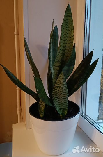 Сансевиерия сортовая