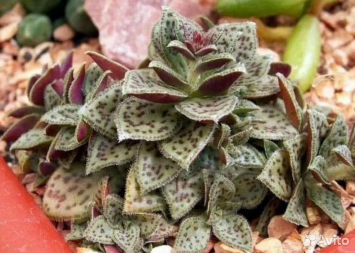 Крассулы на срез