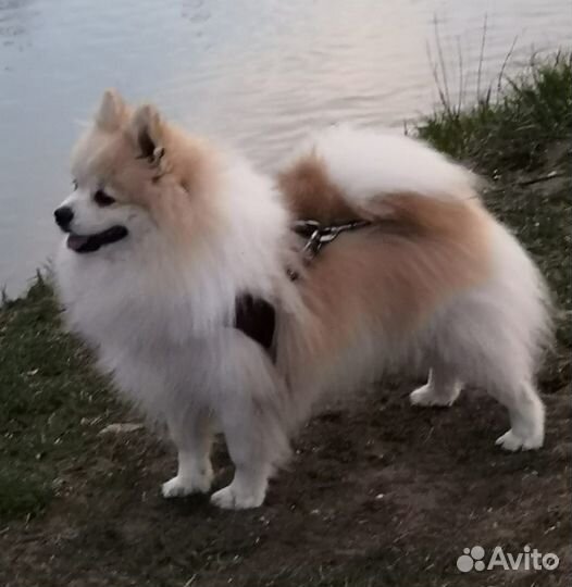 Вязка малый немецкий шпиц Бесплатно