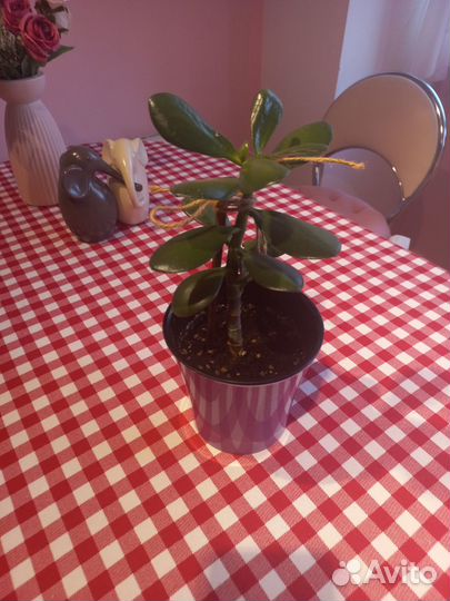 Денежное дерево толстянка крассула