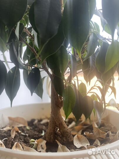 Фикус бенджамина большой