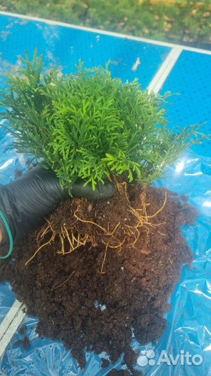 Черенки саженцы туи смарагд