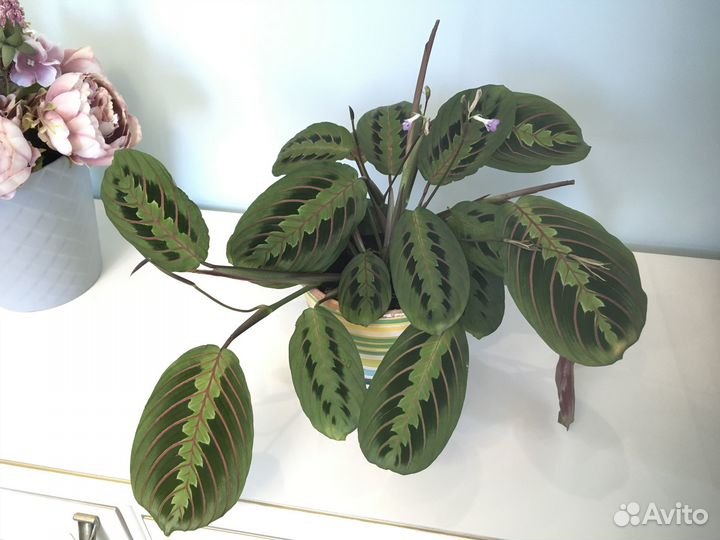 Маранта триколор