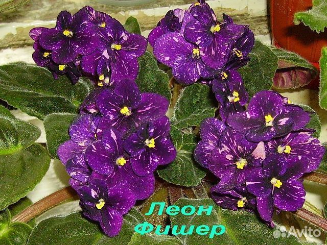 Сортовые фиалки