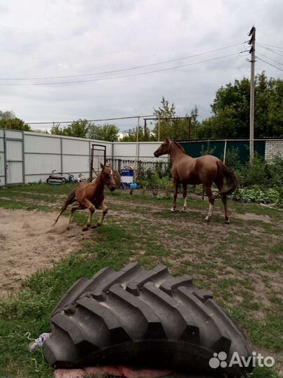Лошадь с жеребенком