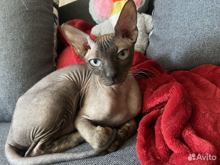 Донской сфинкс кошечка вязка