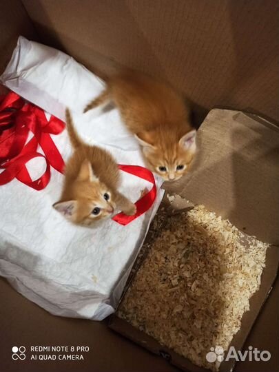 Котята рыженькие