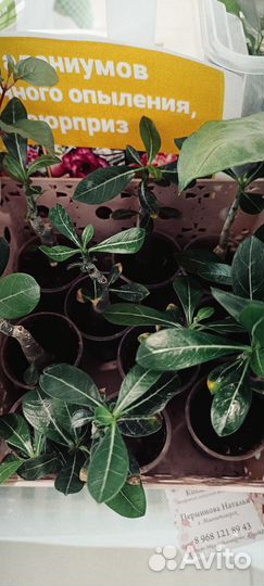 Выставка растений в Магнитогорске