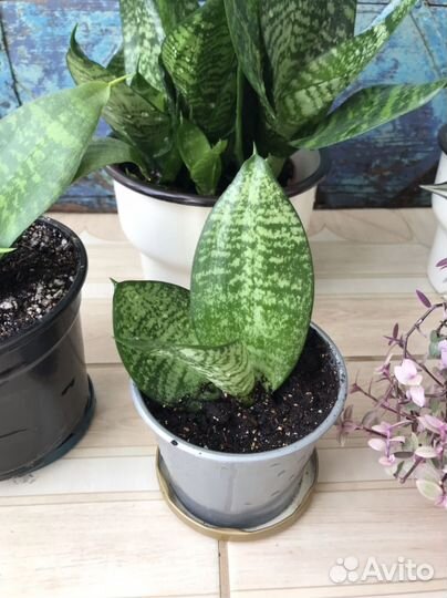 Сансевиерия кудрявая Ханни