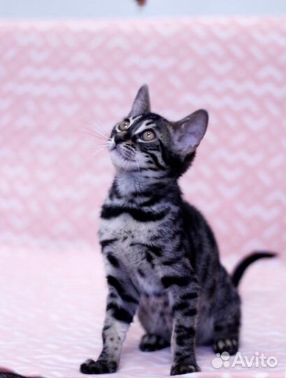 Черные бенгалы (угольный окрас)