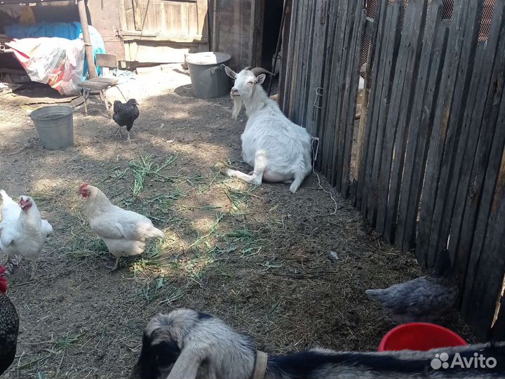 Козье молоко