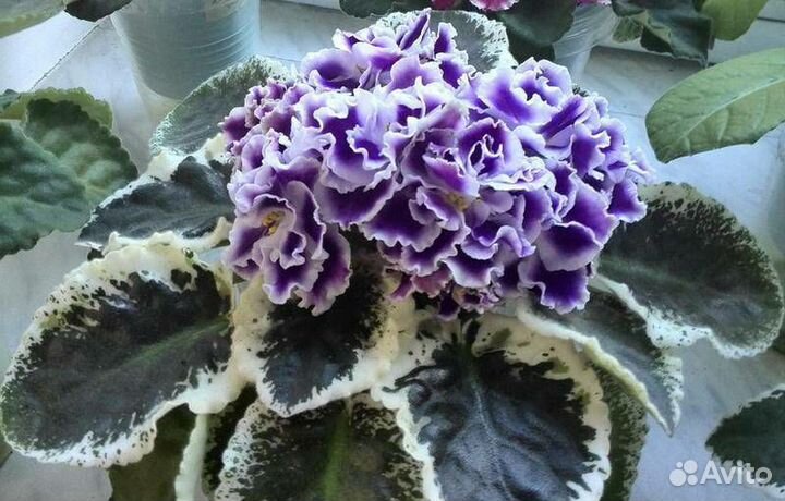 Детки сортовых фиалок