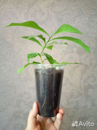 Брунфельсия Комнатные цветы