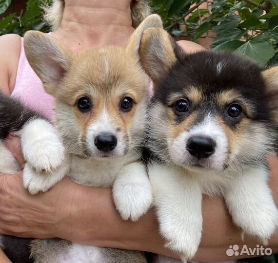 Щенки вельш-корги пемброк