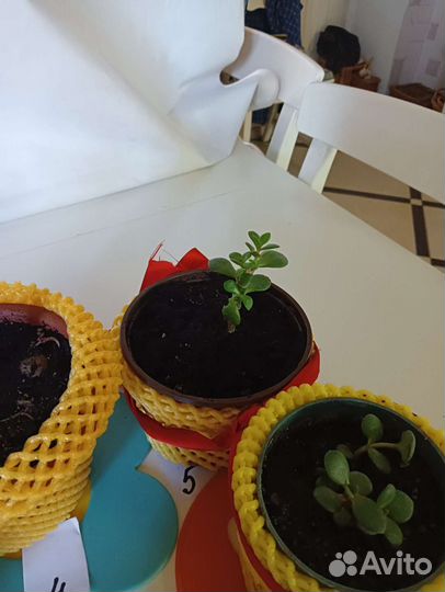 Толстянка (Денежное дерево)