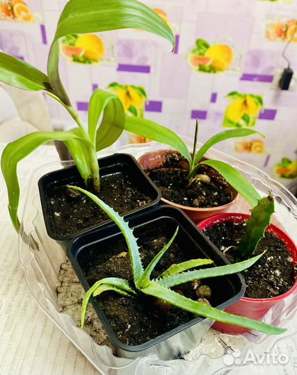 Цветы комнатные пакетом