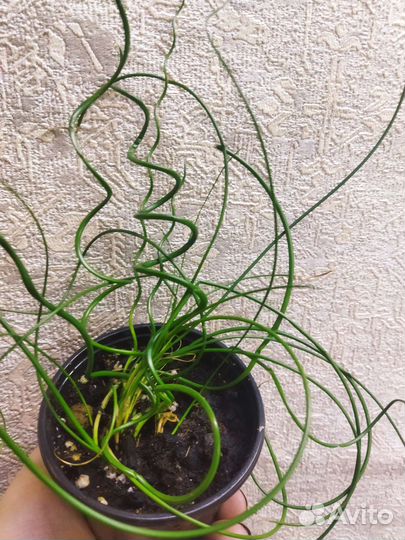 Джункус спиралис