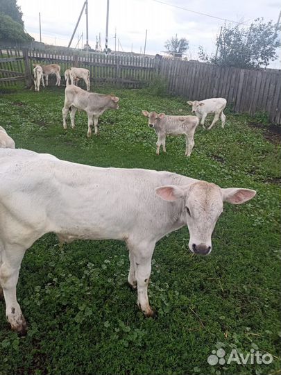 Бычки и телки Швицы и др