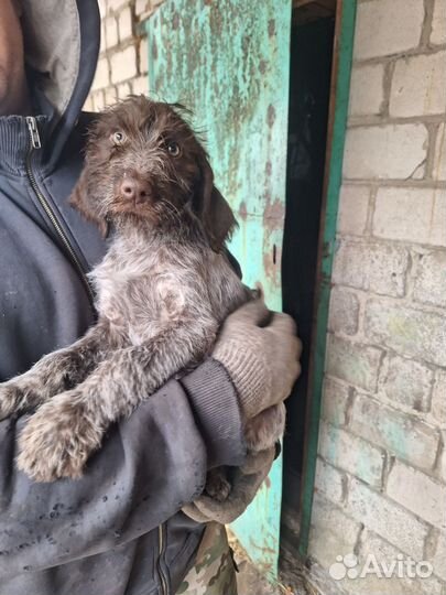 Щенки Дратхаара